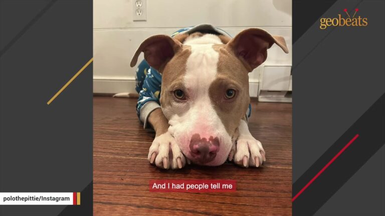 Alabama Woman Spots A Dog Beside A Highway Sign And Uses A Pack Of Gum To Reach Him