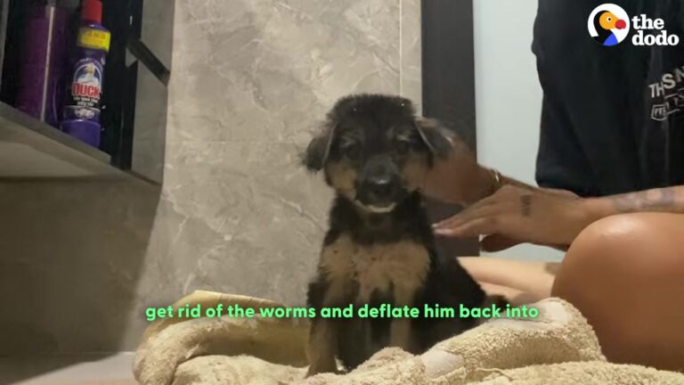 California Puppy Left Suffering In The Heat Finally Gets The Beautiful Life He Hoped For