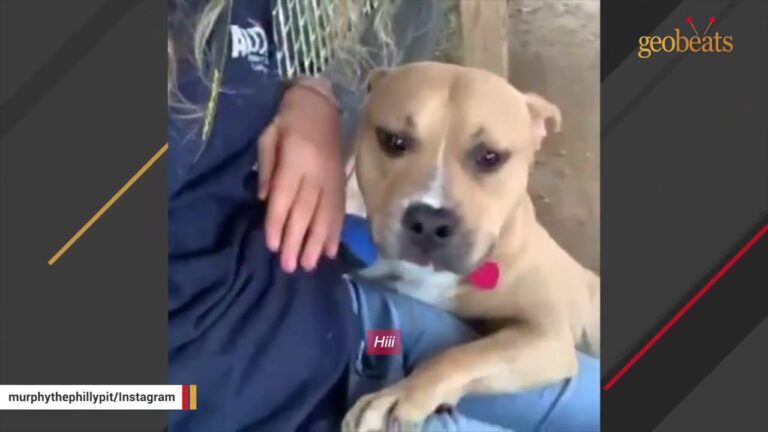 Three Months After Leaving Pennsylvania Shelter, Murphy Became The Dog Park’s Biggest Celebrity