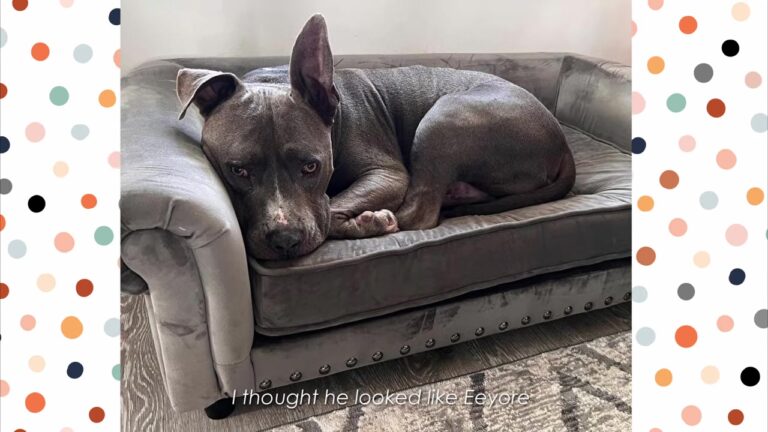 Broken New York Dog Named Harold Became Desperate For Volunteers To Check A Dumpster