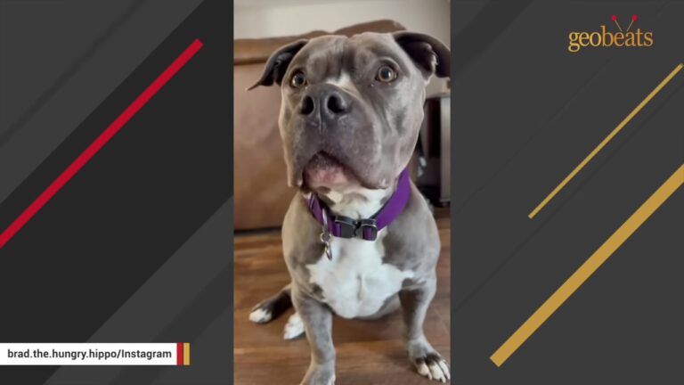 Deaf Texas Dog Learned Hand Signals In A Prison Program Then Waited Two More Years