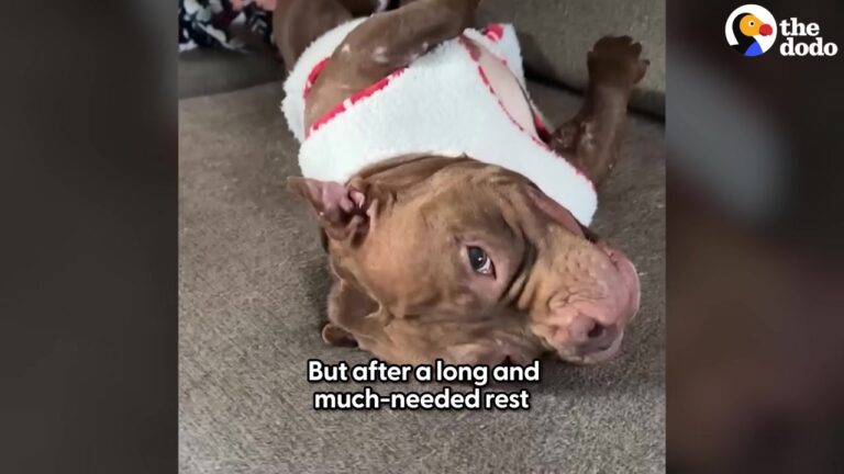 California Dog Slept Through The Chaos Of A Loud Shelter Until Her Foster Mom Uncovered The Heartbreaking Reason Why