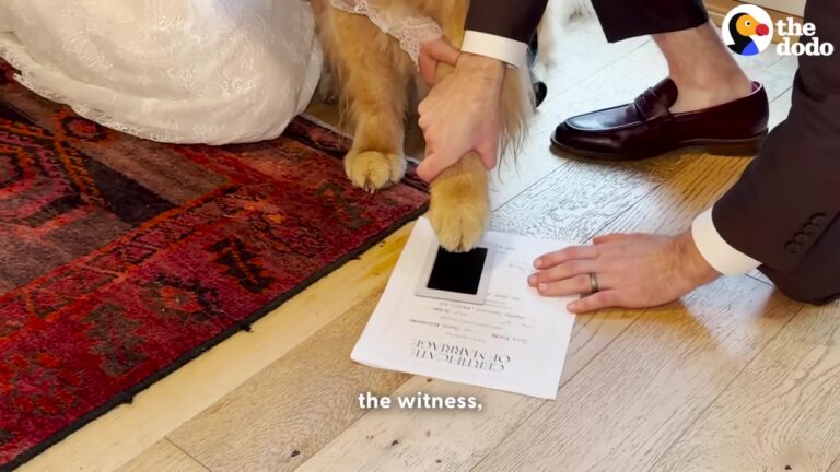 New York Couple Couldn’t Imagine Their Wedding Without Their Dog, So They Gave Him The Most Important Job Of All