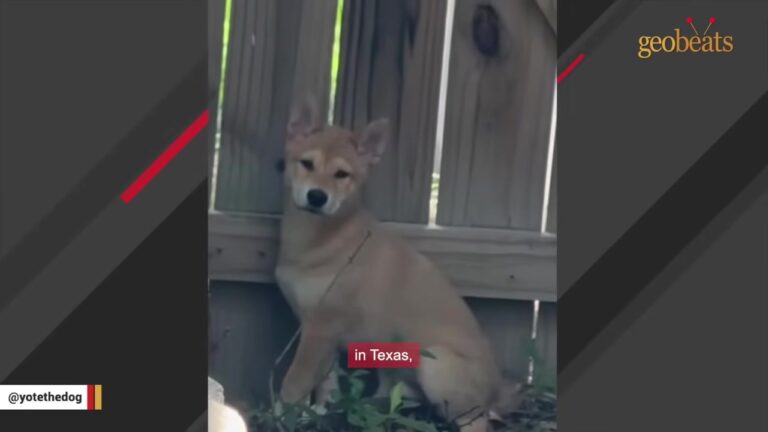 Texas Couple Finds A Frightened “Wild Animal” In Their Yard And Are Stunned By What The Vet Reveals
