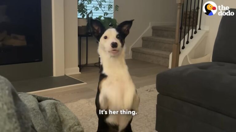 Florida Dog Terrified Of Her New Home Finds Comfort In A Furry Big Sister