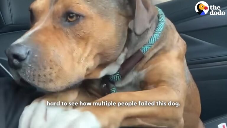 Nobody Came Back For This Injured Texas Dog Until A Rescuer Asked One Life-Changing Question