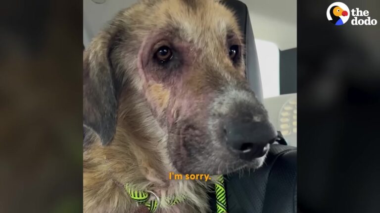 Texas Dog Was Chased By A Pack, But One Gentle Moment Changed His Fate Completely