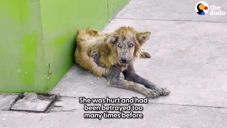 California Rescuer Finds Dog Ignored Because Of Her Appearance, But Four Months Later Everything Changes