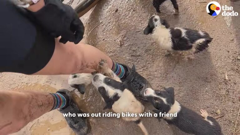 California Cyclist Finds Six Abandoned Puppies On A Mountain, Unaware They Would Help Her Through Her Hardest Goodbye