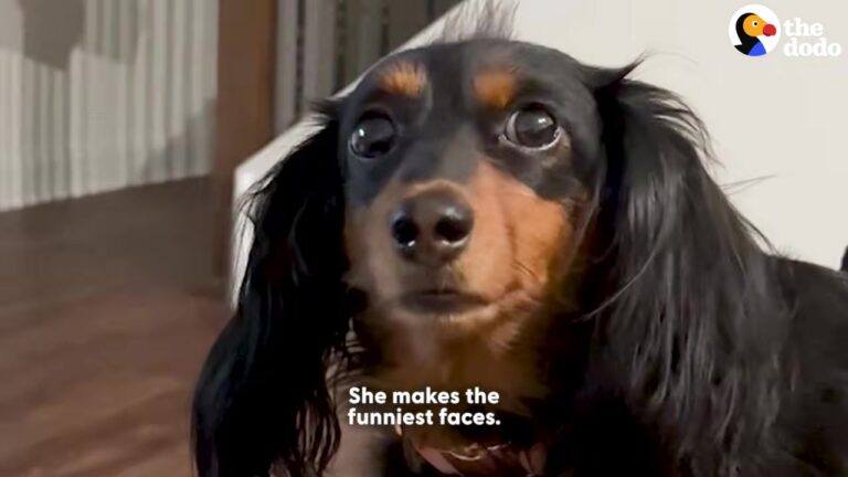 Texas Dachshund Has The Most Dramatic Stare, And Her Obsession With Her Dad Is Hilarious