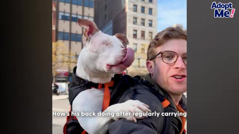 New York Man Carries 60-Pound Shelter Dogs Through The Subway, And His Perfect Track Record Is Changing Lives