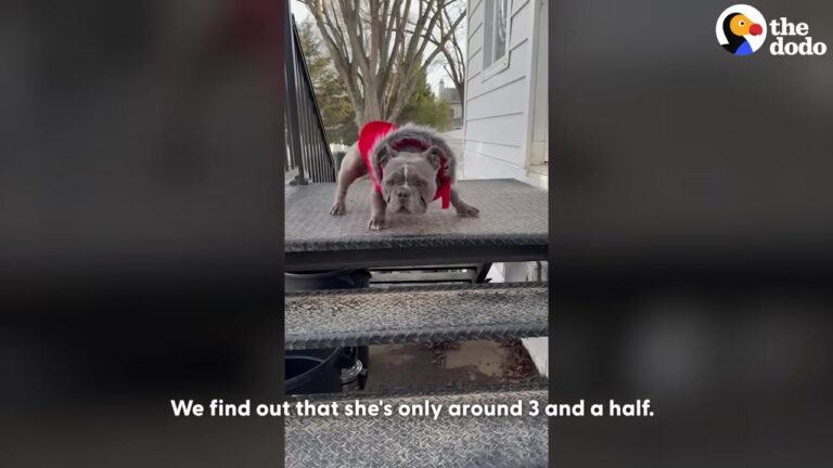 Maryland Woman Takes In A Sick Senior Bulldog, But Soon Realizes She Was Completely Catfished By The Rescue