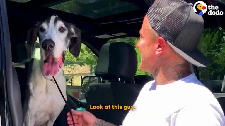 California Dog Weighed Half His Size Until One Rescuer Made Him The Ultimate Promise