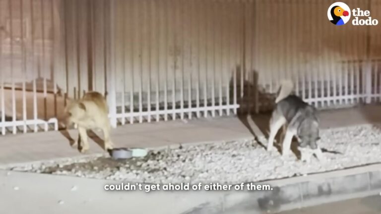 California Dog Was Left Heartbroken Outside His Empty Home Until A Stray Pittie Refused To Leave His Side