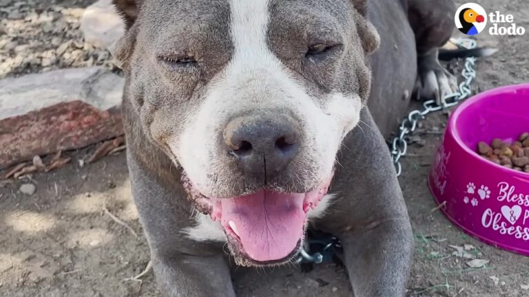 California Pit Bull Tied To A Fence And Abandoned Gets The Glamping Trip Of Her Dreams