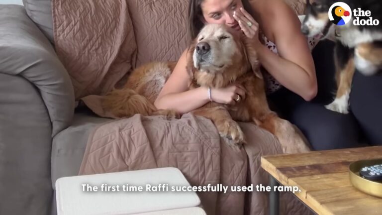California Woman Notices Her Senior Dog Protesting Walks And Finds A Beautiful Way To Keep Him Included