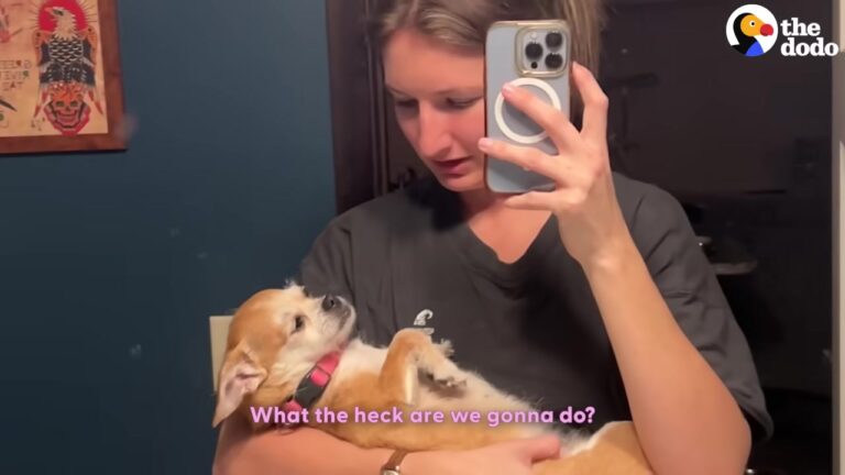 Nobody Came Looking For This Minnesota Dog, Then 27 Families Wanted Her