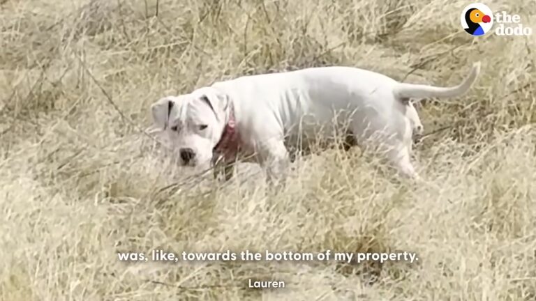 Texas Stray Watched From The Trees For Days, Until One Gentle Choice Changed Her Entire Life