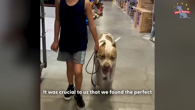 California Shelter Dog Showed A Hard Exterior Until One Month Of Patience Revealed His True Heart