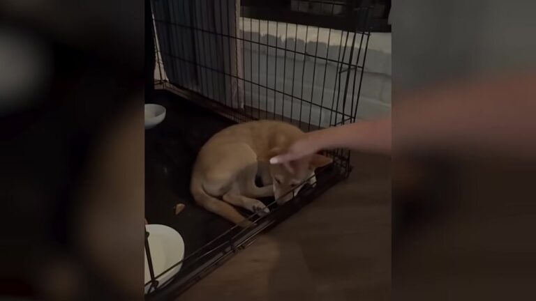 Texas Woman Catches A ‘Coyote’ In Her Yard, But One Night Changes Her Heart Completely