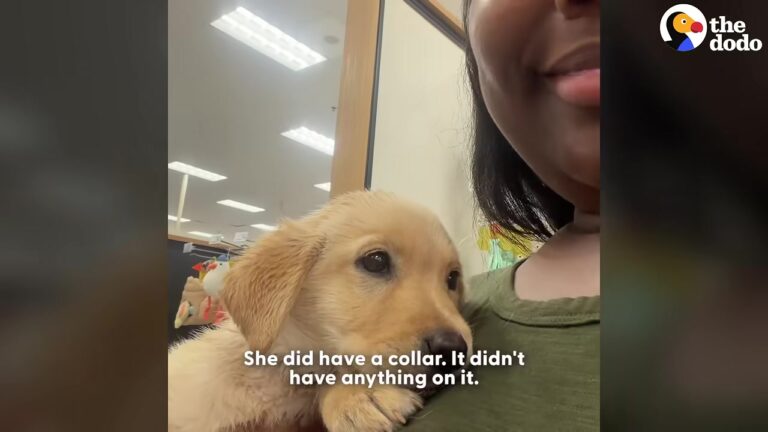 Texas Woman Finds A Tiny Puppy Wandering Alone And The Sleepless Nights Lead To A Beautiful Realization