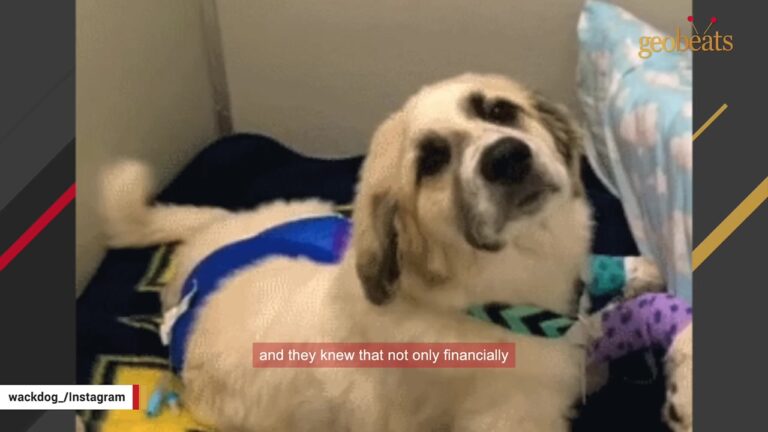 Georgia Puppy Was Facing The End After A Tragic Accident, But A Simple Tail Wag Changed Her Fate