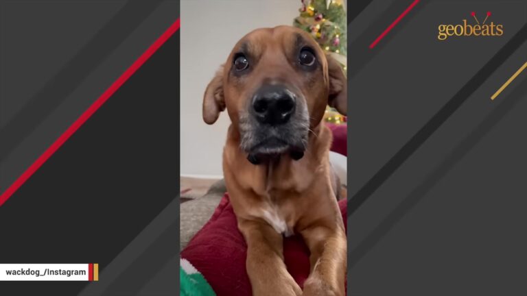North Carolina Vet Student Sees Someone Staring From Across An Island Shelter And Freezes
