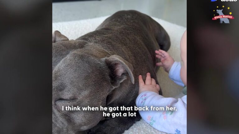 California Mother Heard Warnings About Her Staffy, But His Reaction To Her Newborn Left Everyone Stunned