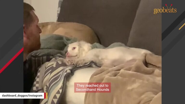 Illinois Couple Welcomes A Deaf And Blind Puppy Then Watches Her Race Through Their Home