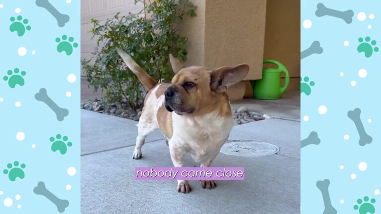 DNA Test Exposed The Wild Mix Behind This Nevada Rescue Dogs Unforgettable Face