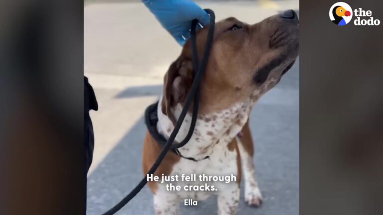 California Woman Returns To Her Car And Finds The Newly Freed Shelter Dog In The Driver’s Seat
