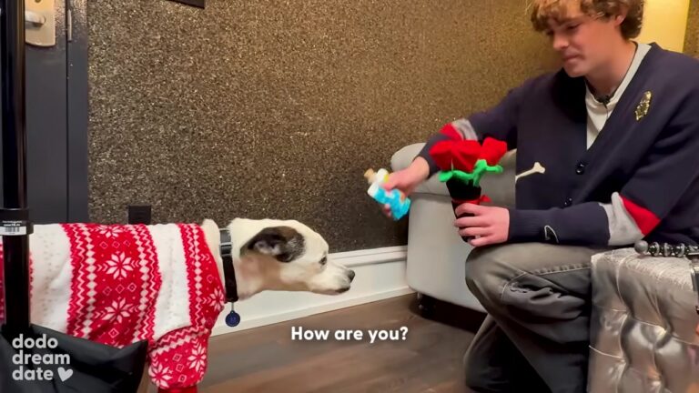 New York Dog Survived A Terrible Accident And Gets The Special Date His Heart Deserves