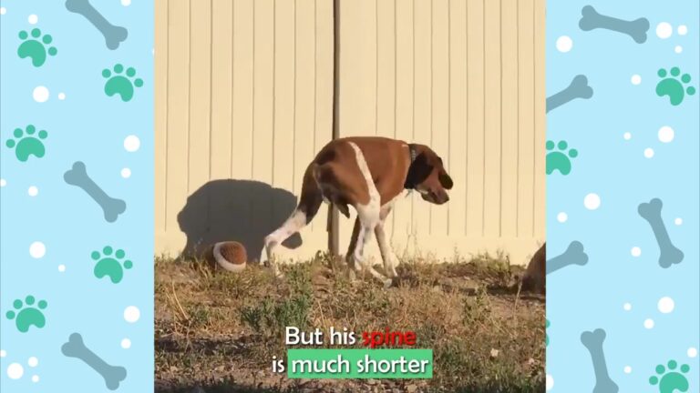Texas Rescuer Offers Squishy One Treat And Suddenly Finds Herself Surrounded