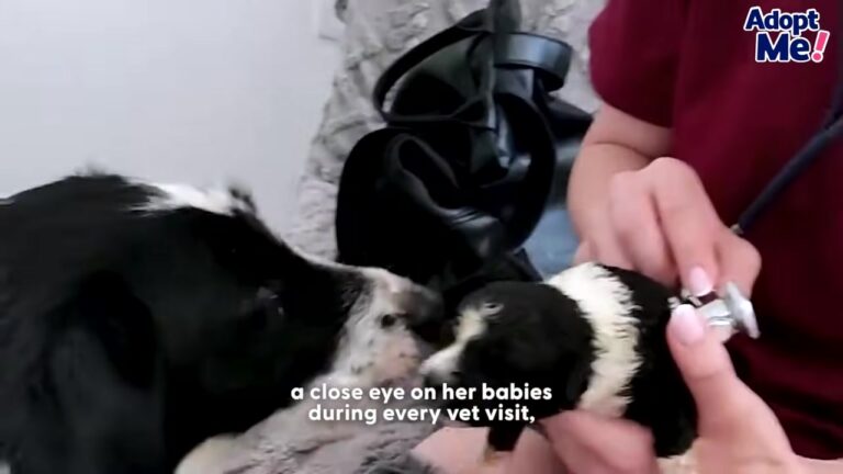 New York Mama Dog Kicked Out Right Before Giving Birth Gets A Second Chance, But One Puppy Still Needs A Miracle