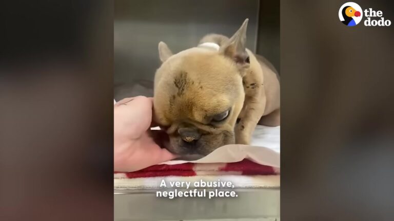 California Dog Found Gasping For Air Goes In For Surgery And Wakes Up To A Whole New Life