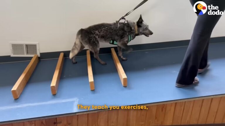 Texas Dog Suddenly Loses Her Ability To Walk, But Her Family’s Dedication Leads To A Beautiful Milestone