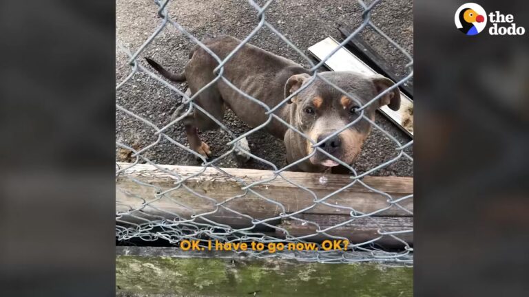 Pennsylvania Dog Living Under A Tarp At A Scrap Yard Finally Discovers What A Real Bed Feels Like