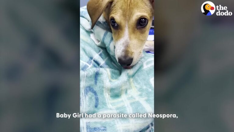 New York Rescuer Finds Paralyzed Puppy Stuck In A Cave And Refuses To Leave Her Behind