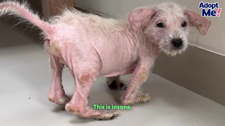California Puppy Ignored On A Crowded Beach Gets The Healing Journey He Desperately Needed