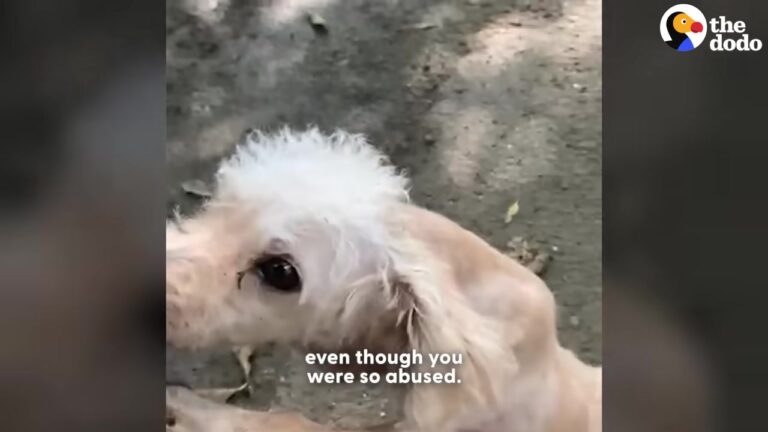 Texas Dog Arrives In Unbearable Condition, But One Woman Refuses To Give Up On Her
