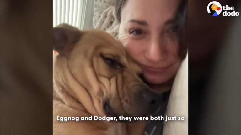 Texas Foster Mom Saves Two Pit Bulls, But One Sweet Boy Is Still Waiting For His Perfect Match