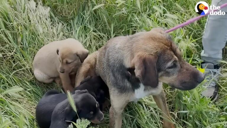 California Rescuers Discover A Stray Dog’s Secret Den And Take A Dangerous Risk To Save Her Family