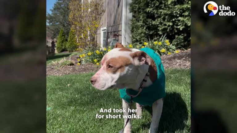 California Woman Rushes To Shelter For A Shivering Dog And Gets A Beautiful Surprise From Her Neighbor