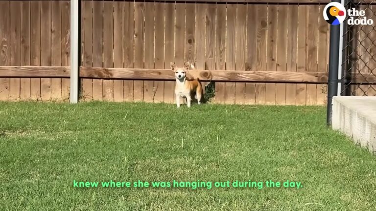 Texas Dog Kept Slipping Through The Fence, But One Text Message Changed Everything
