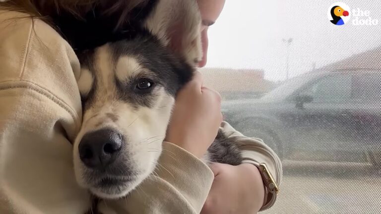 California Husky Escapes Her Home, And Her Destination Proves True Love Knows No Bounds