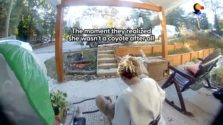 South Carolina Woman Spots A Wild Coyote In Her Yard, But One Tail Wag Changes Everything