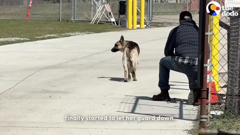 Michigan Dog Lived Alone At A Water Facility Until One Familiar Face Changed Her Life Forever
