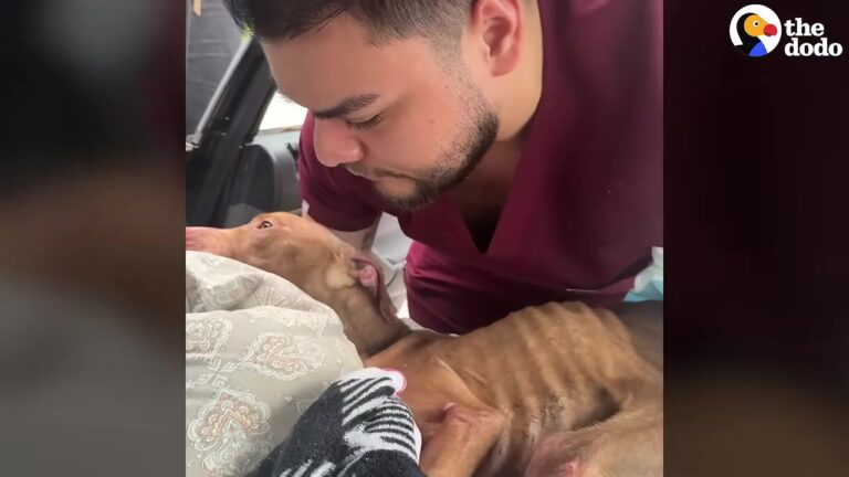 Woman Spotted Something Lying Motionless On The Side Of A New York Road