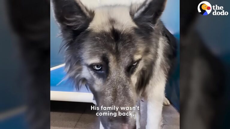 California Dog Shut Down In His Kennel Gets The Chance His Heart Was Waiting For