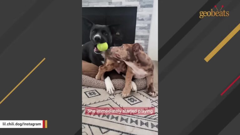 Texas Woman Sees One Photo Of A Short-Legged Puppy Guarding His Mom And Freezes